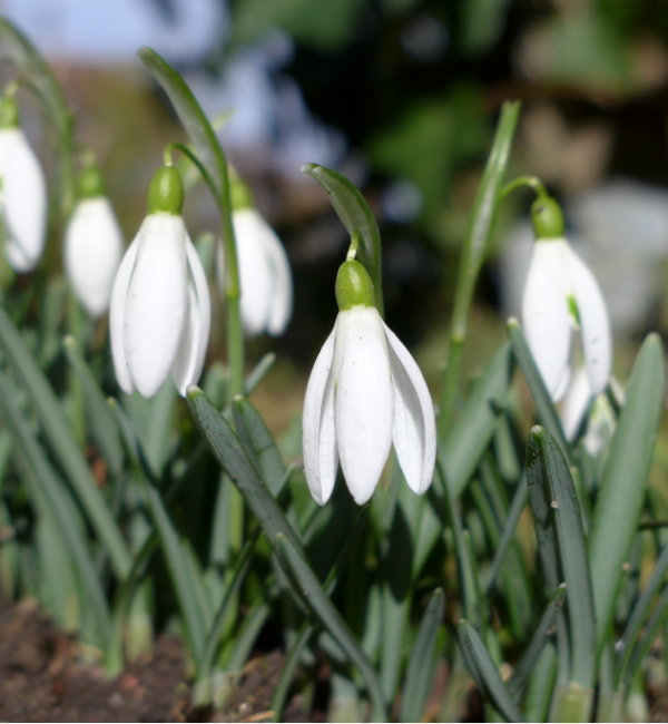 snowdrops
